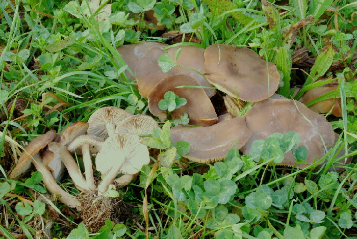 Lyophyllum sezione Difformia.